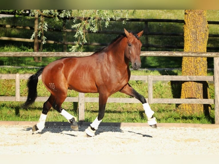 Lusitano Castrone 11 Anni 165 cm Baio in Eickhof