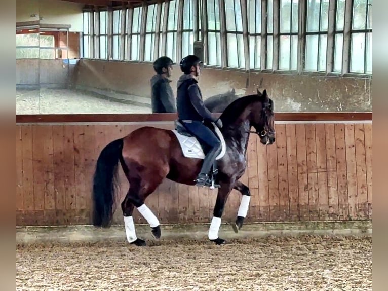 Lusitano Castrone 11 Anni 165 cm Baio in Handewitt