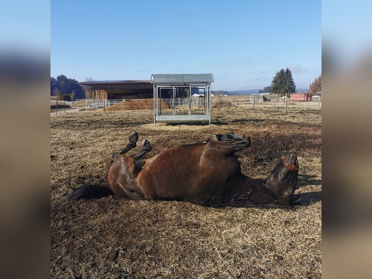 Lusitano Mix Castrone 11 Anni 165 cm Baio in Leutkirch im Allgäu