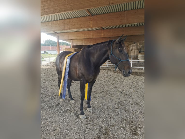 Lusitano Mix Castrone 11 Anni 165 cm Baio in Leutkirch im Allgäu