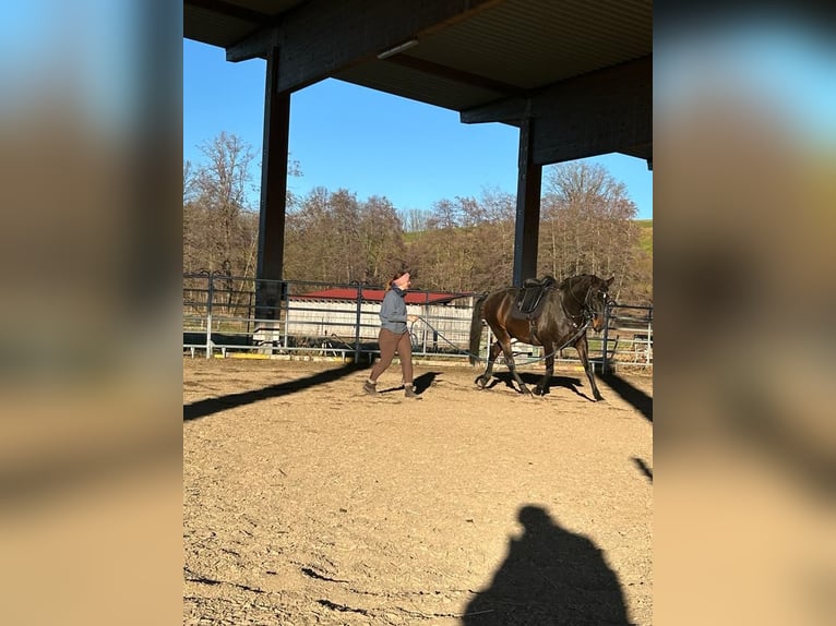 Lusitano Mix Castrone 11 Anni 165 cm Baio in Leutkirch im Allgäu