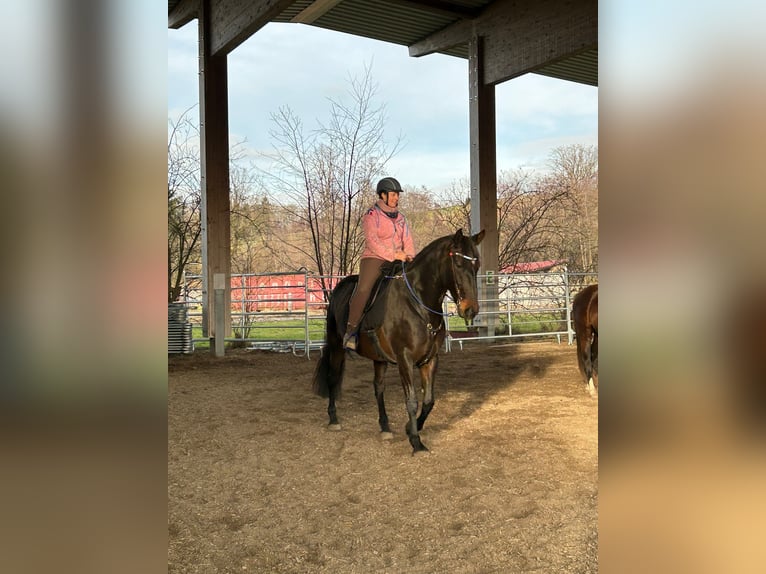 Lusitano Mix Castrone 11 Anni 165 cm Baio in Leutkirch im Allgäu