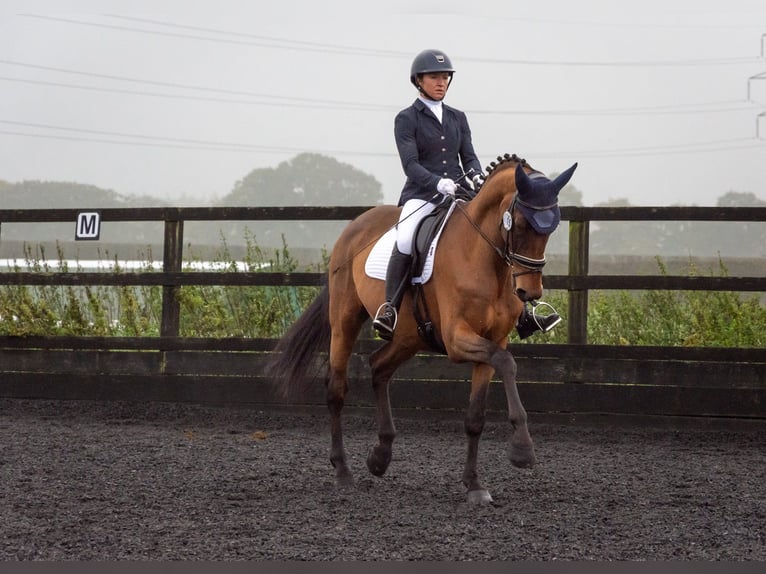 Lusitano Castrone 11 Anni 165 cm Baio chiaro in Berkshire