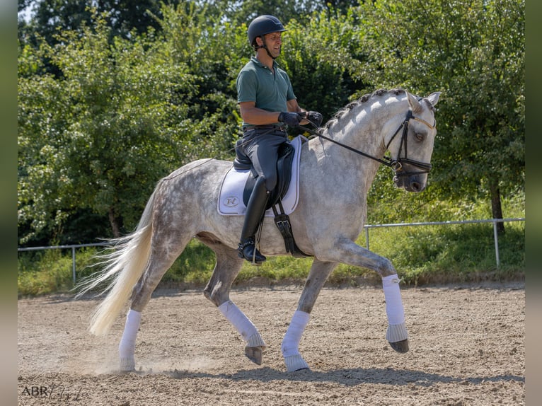 Lusitano Castrone 11 Anni 166 cm Grigio pezzato in Konstanz