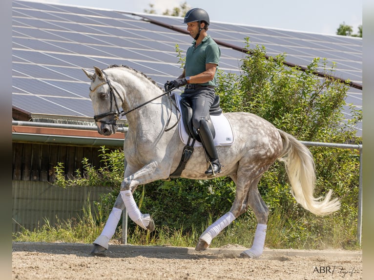 Lusitano Castrone 11 Anni 166 cm Grigio pezzato in Konstanz