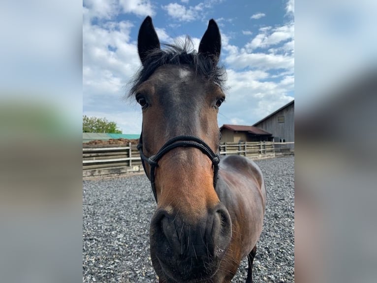 Lusitano Castrone 12 Anni 154 cm Baio scuro in Dulliken