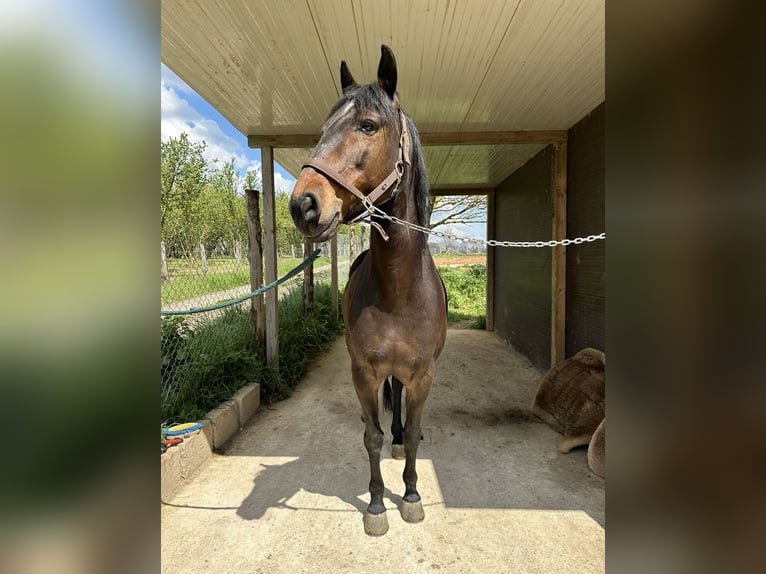 Lusitano Castrone 12 Anni 154 cm Baio scuro in Dulliken