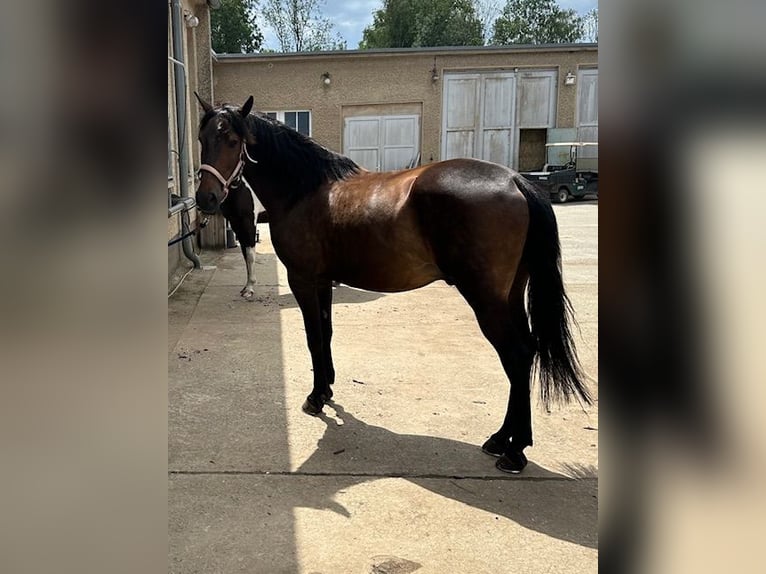 Lusitano Castrone 12 Anni 154 cm Baio scuro in Dulliken