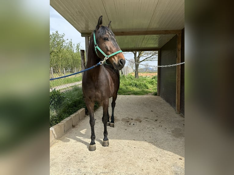 Lusitano Castrone 12 Anni 154 cm Baio scuro in Dulliken