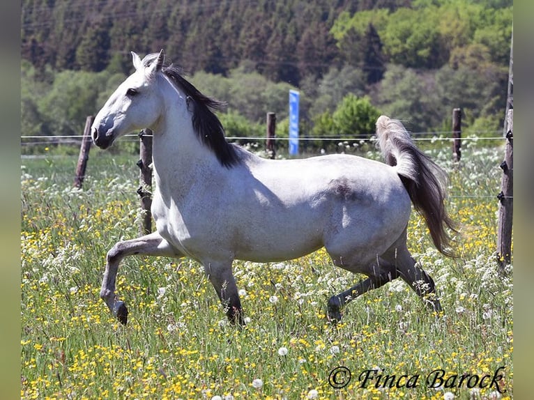 Lusitano Castrone 12 Anni 154 cm Grigio in wiebelsheim