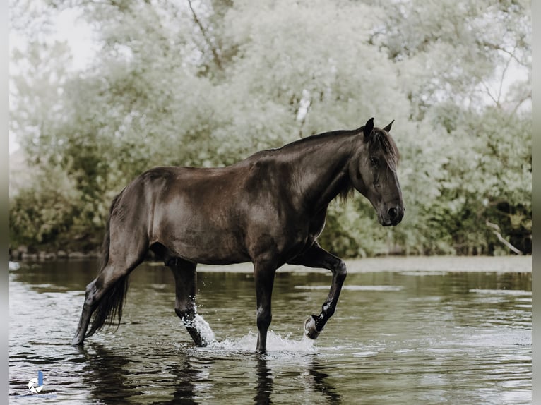 Lusitano Castrone 12 Anni 156 cm Morello in Bingen am Rhein