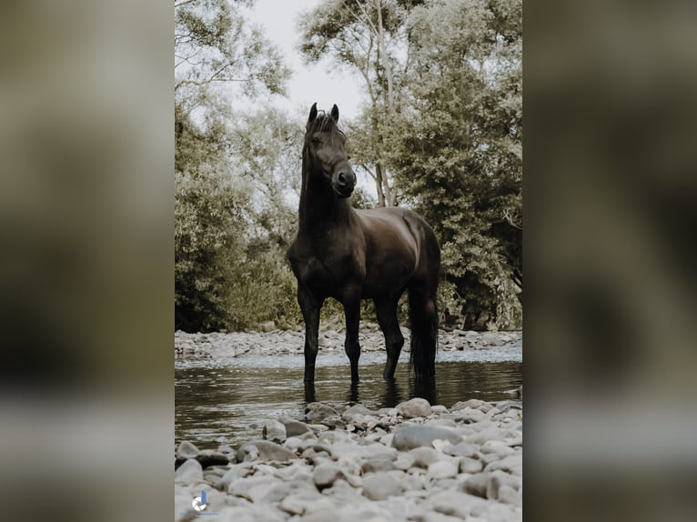 Lusitano Castrone 12 Anni 156 cm Morello in Bingen am Rhein