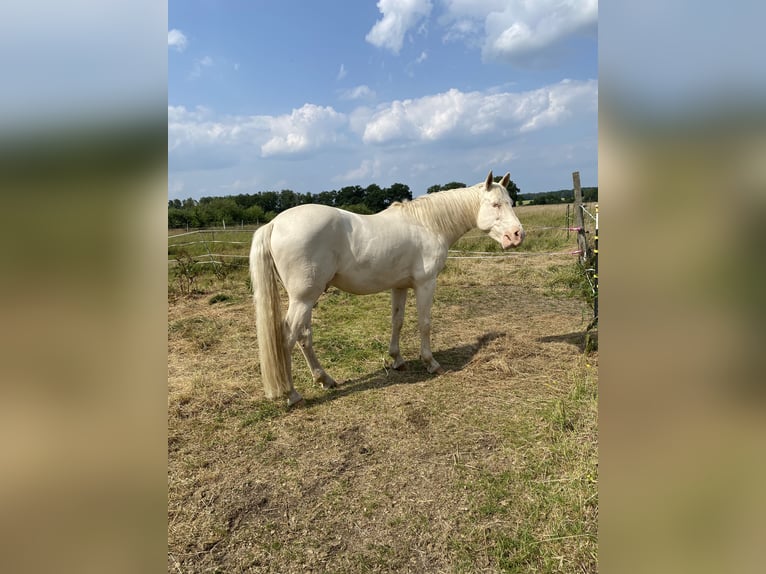 Lusitano Castrone 12 Anni 157 cm Cremello in Magdeburg