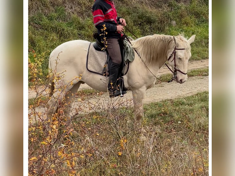 Lusitano Castrone 12 Anni 157 cm Cremello in Magdeburg