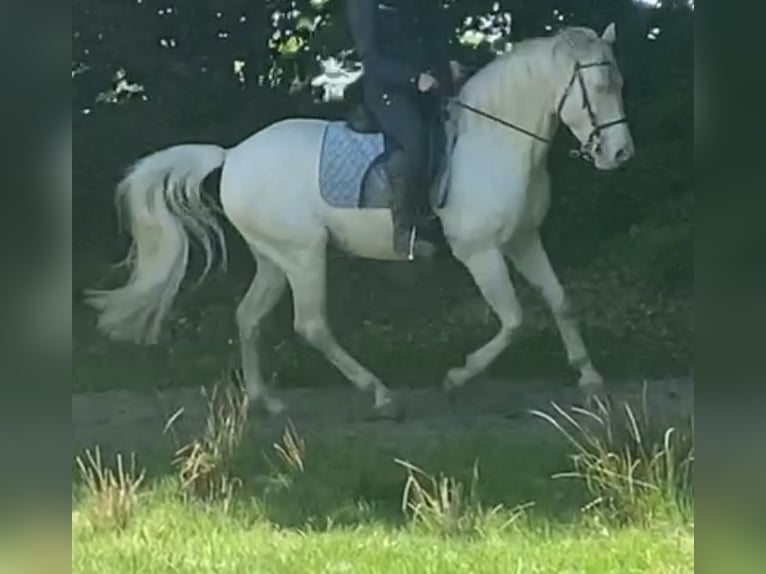 Lusitano Castrone 12 Anni 157 cm Cremello in Magdeburg