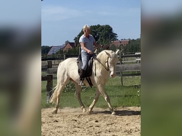 Lusitano Castrone 12 Anni 157 cm Cremello in Zehlendorf