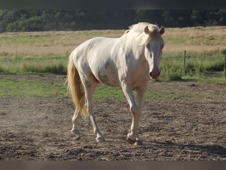 Lusitano Castrone 12 Anni 157 cm Cremello in Simmern