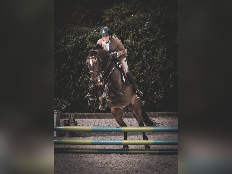 Lusitano Castrone 12 Anni 158 cm Baio scuro in Bergen op Zoom
