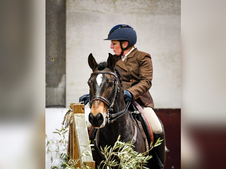 Lusitano Castrone 12 Anni 158 cm Baio scuro in Bergen op Zoom