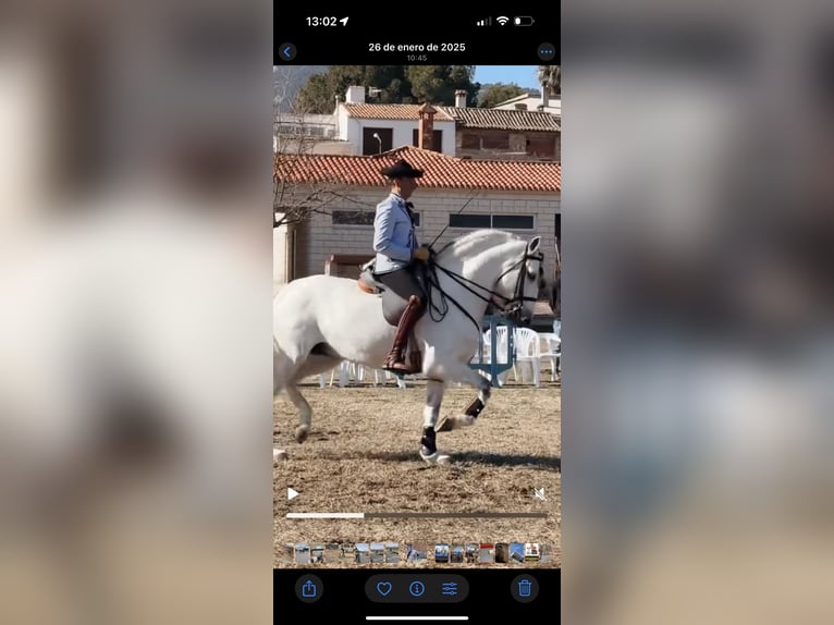 Lusitano Castrone 12 Anni 163 cm Grigio in Ontinyent