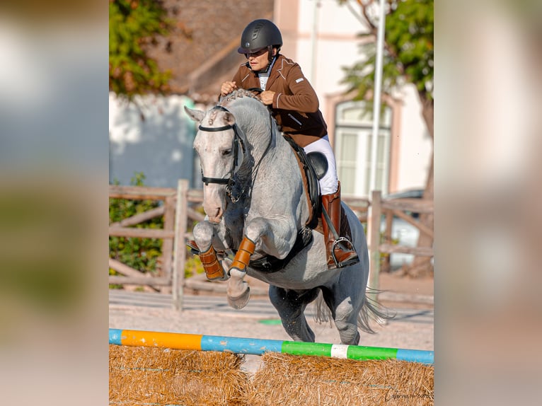 Lusitano Castrone 12 Anni 163 cm Grigio trotinato in Esposende