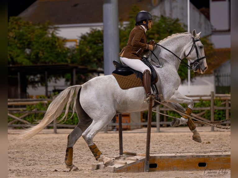 Lusitano Castrone 12 Anni 163 cm Grigio trotinato in Esposende
