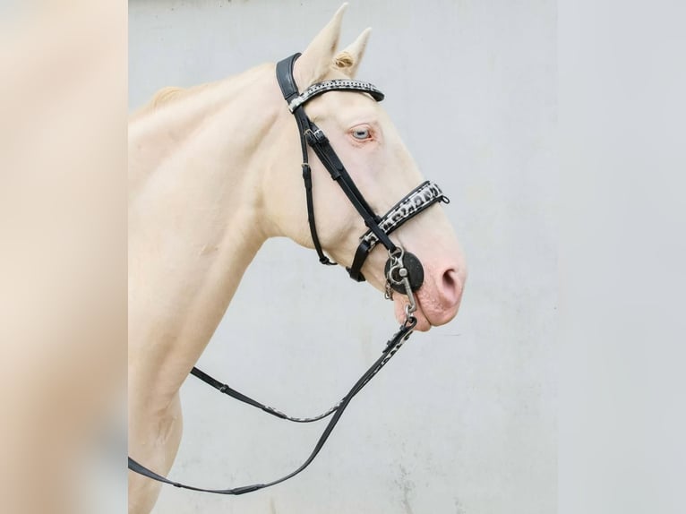 Lusitano Mix Castrone 12 Anni 163 cm Perlino in Ozzano Dell&#x27;Emilia
