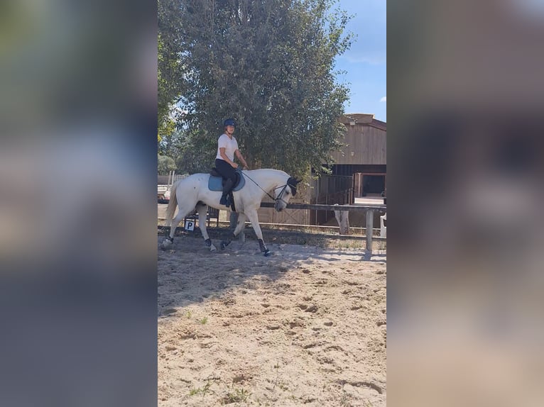 Lusitano Mix Castrone 12 Anni 165 cm Grigio in Rousset