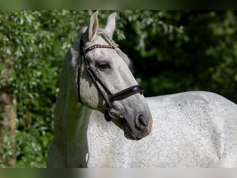 Lusitano Castrone 12 Anni 166 cm Grigio trotinato in Zolling