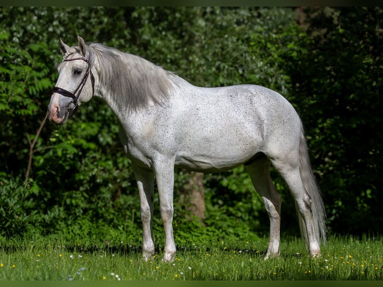 Lusitano Castrone 12 Anni 166 cm Grigio trotinato in Zolling