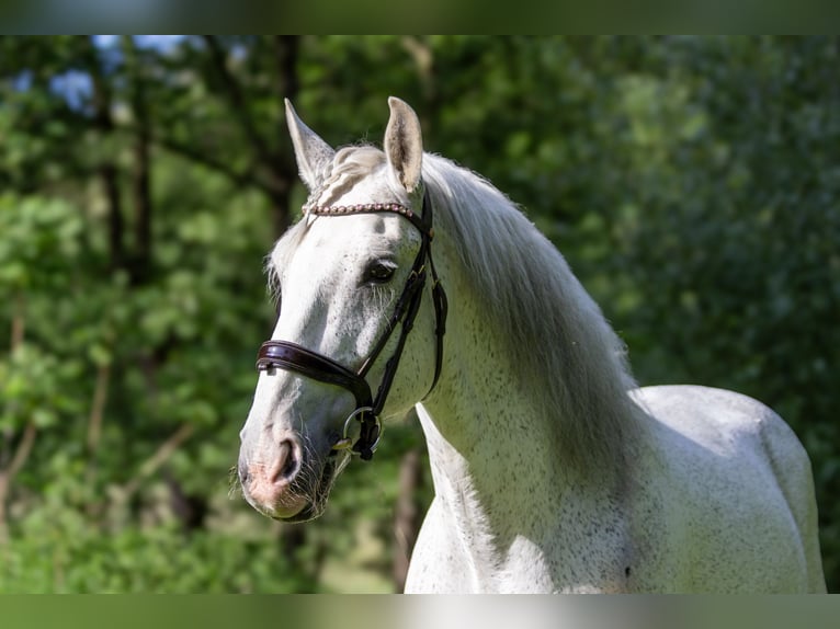 Lusitano Castrone 12 Anni 166 cm Grigio trotinato in Zolling