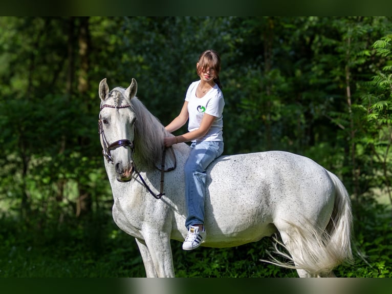 Lusitano Castrone 12 Anni 166 cm Grigio trotinato in Zolling