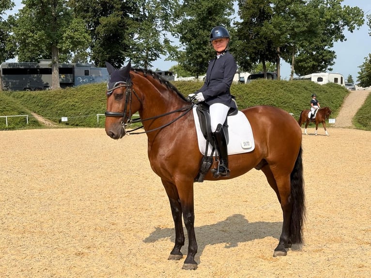 Lusitano Castrone 12 Anni 167 cm Baio in Krumbach