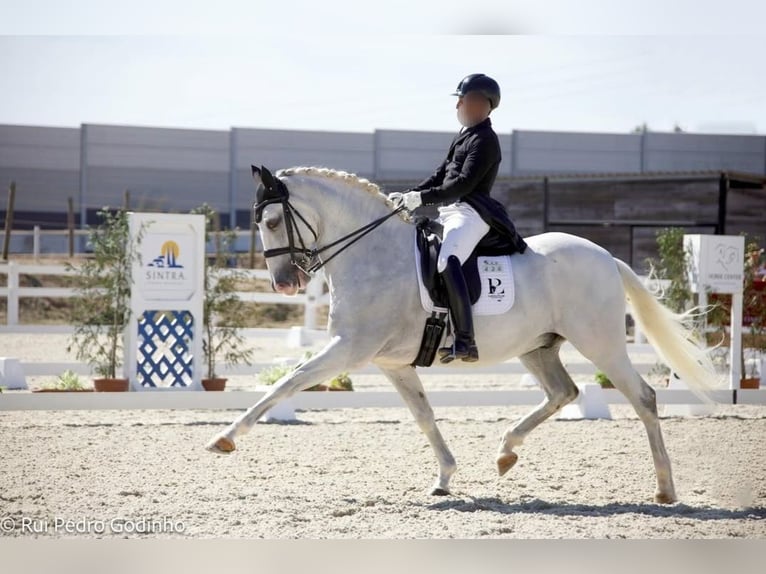Lusitano Castrone 12 Anni 167 cm Grigio in Friesen