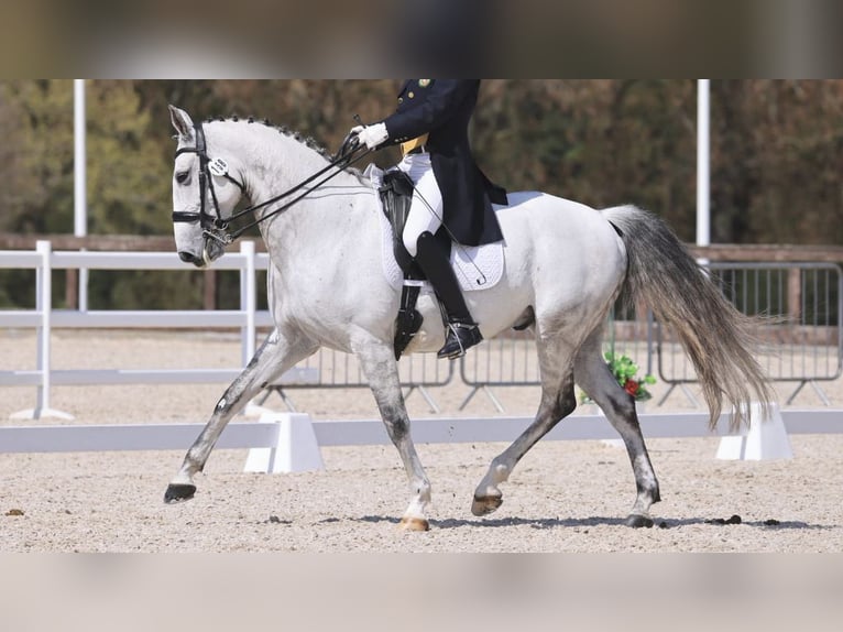 Lusitano Castrone 12 Anni 167 cm Grigio in NAVAS DEL MADRONO