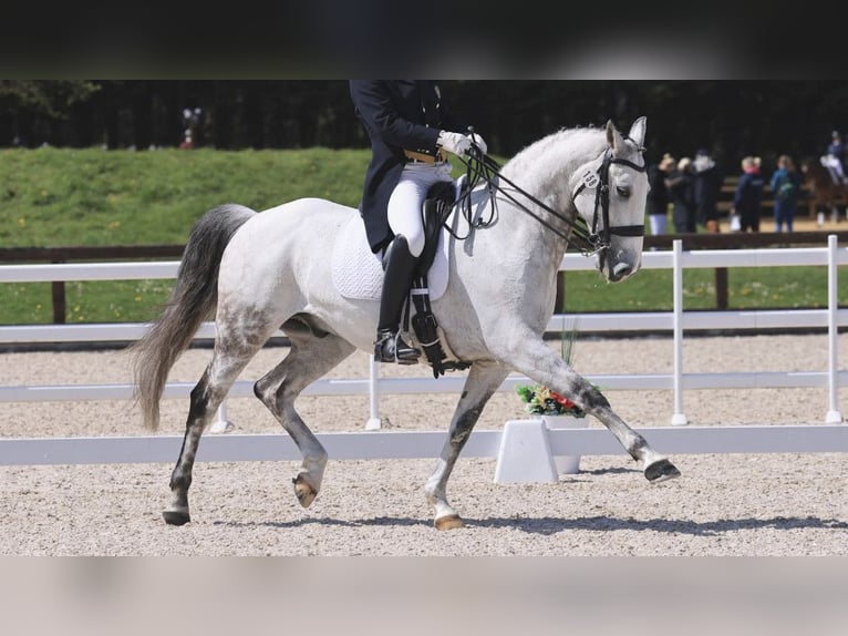 Lusitano Castrone 12 Anni 167 cm Grigio in NAVAS DEL MADRONO