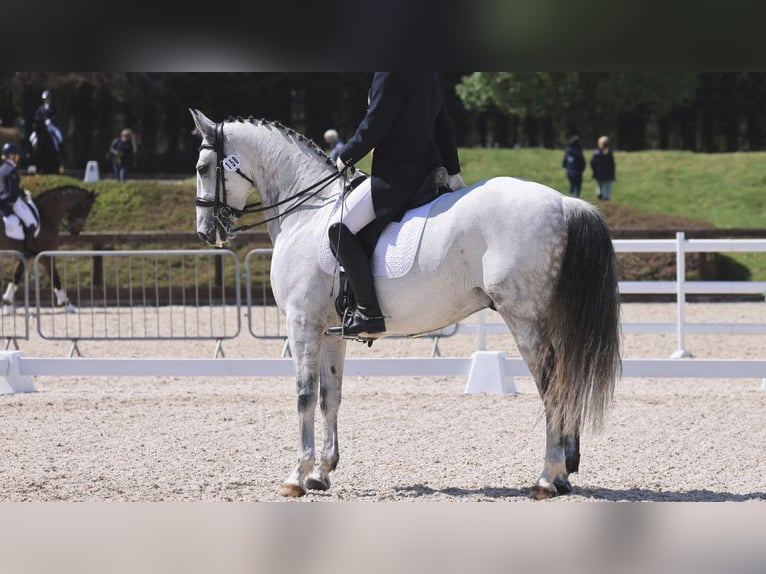 Lusitano Castrone 12 Anni 167 cm Grigio in NAVAS DEL MADRONO