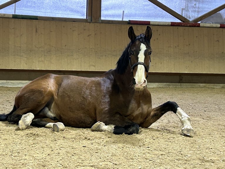 Lusitano Castrone 12 Anni 169 cm Baio in Bruchsal