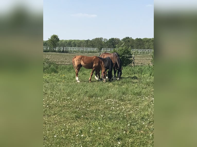 Lusitano Castrone 12 Anni 169 cm Baio in Bruchsal