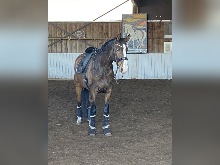 Lusitano Castrone 12 Anni 169 cm Baio in Bruchsal