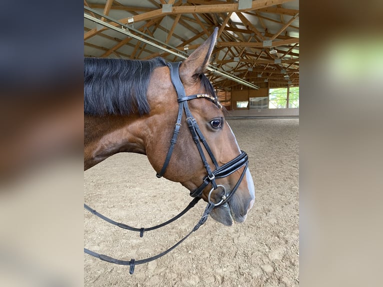 Lusitano Castrone 12 Anni 169 cm Baio in Bruchsal