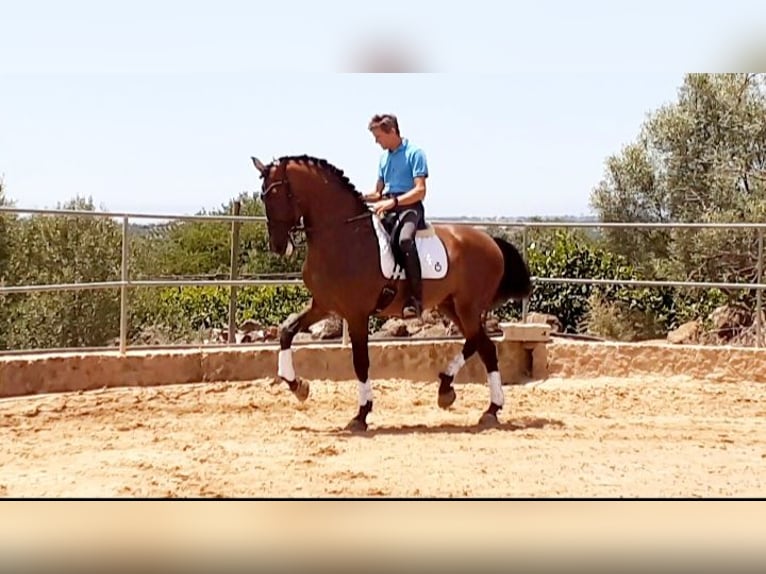 Lusitano Castrone 12 Anni 171 cm Baio in Loulé