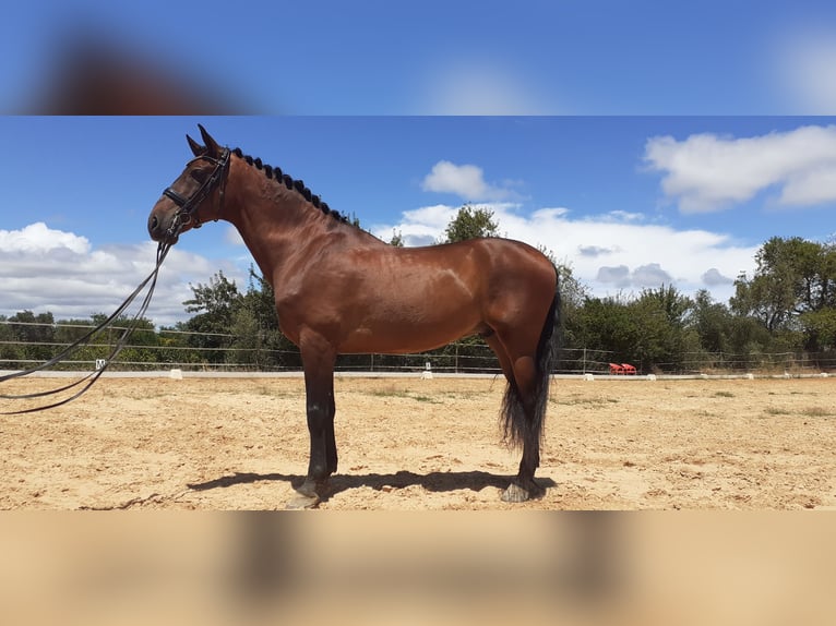 Lusitano Castrone 12 Anni 171 cm Baio in Loulé