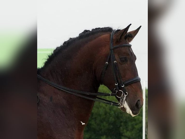 Lusitano Castrone 12 Anni 171 cm Baio in Loulé