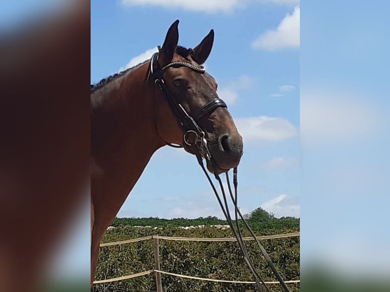 Lusitano Castrone 12 Anni 171 cm Baio in Loulé