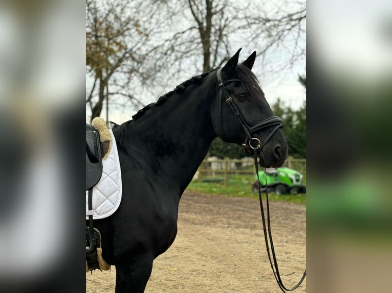 Lusitano Castrone 12 Anni 176 cm Morello in sardieu