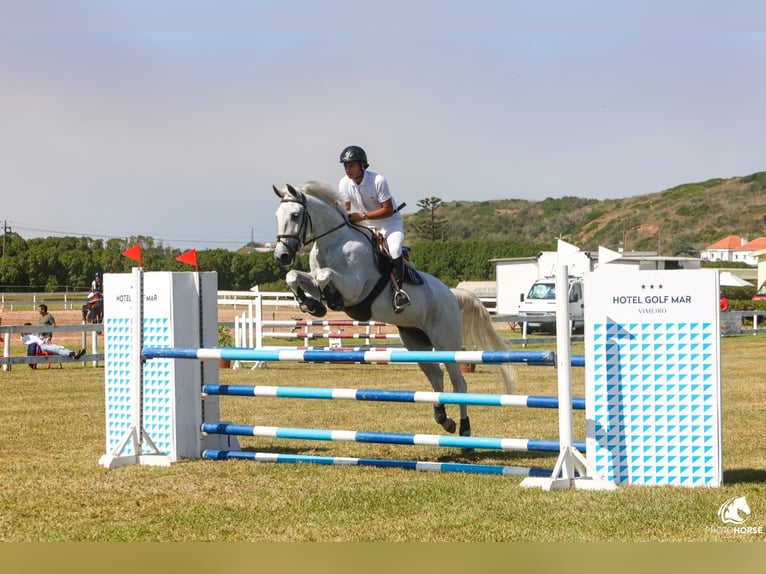 Lusitano Castrone 12 Anni Bianco in Armação de pera