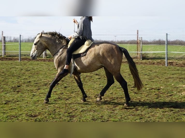 Lusitano Castrone 12 Anni Grigio rossastro in Meerane