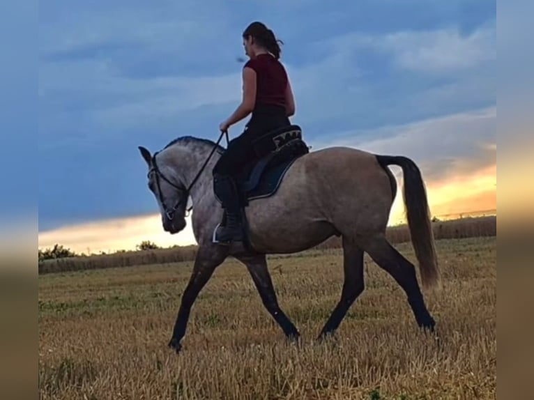 Lusitano Castrone 12 Anni Grigio rossastro in Meerane