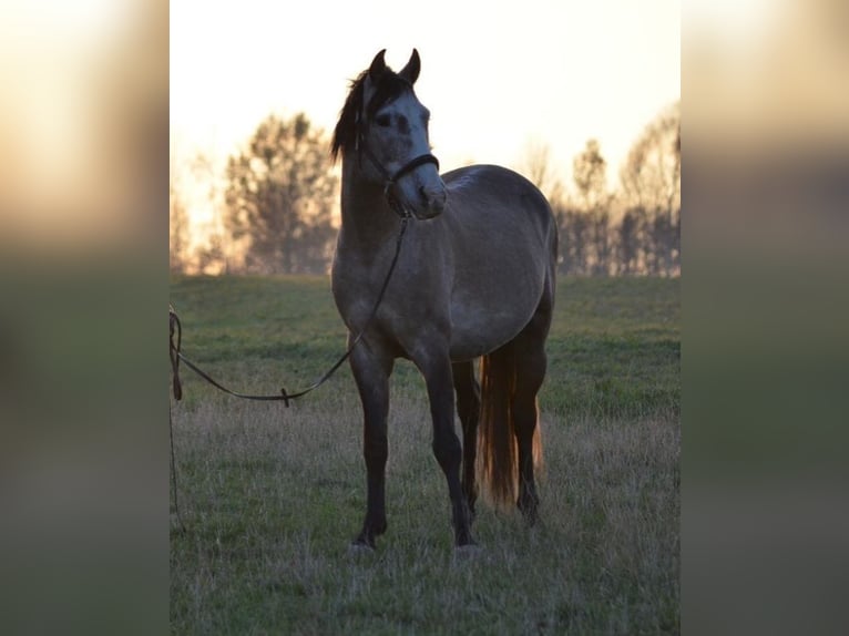 Lusitano Castrone 12 Anni Grigio rossastro in Meerane